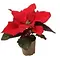  Mini Poinsettia – Euphorbia pulcherrima