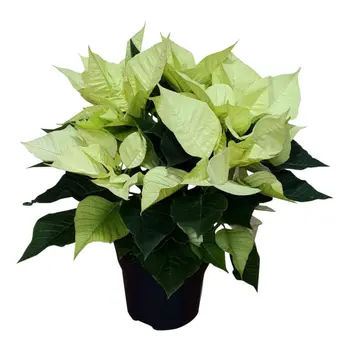 Firenze Bloemenatelier – Handgemaakte Boeketten, Bloemstukken & Planten Kerstster Wit – Euphorbia pulcherrima