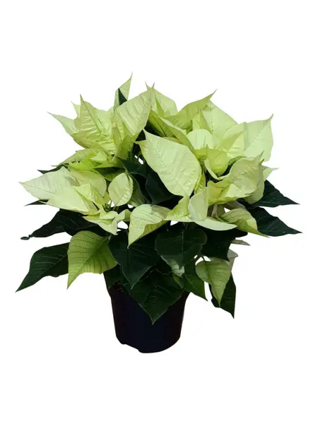 Kerstster Wit – Euphorbia pulcherrima