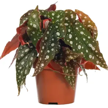 Stippenplant – Begonia Maculata