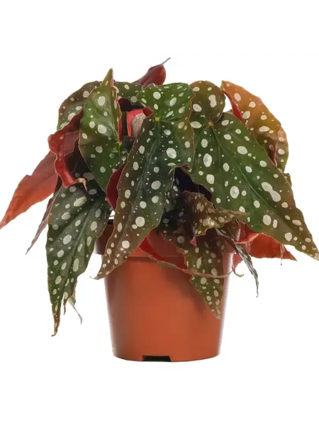 Polkadot Begonia – Begonia Maculata