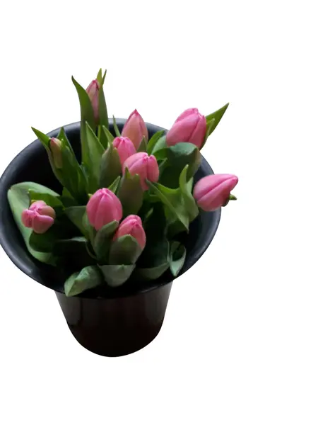 Bouquet de Tulipes Roses avec Myrtilles