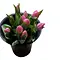  Boeket Roze Tulpen met Speelse Bosbes