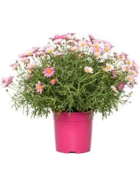 Pink Marguerite daisy – Argyranthemum