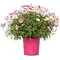  Marguerite Rose – Argyranthemum