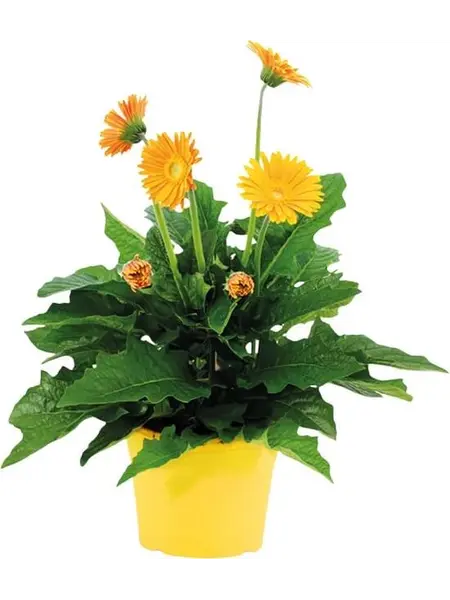 Gerbera garvinea Yellow