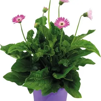 Gerbera garvinea Violet