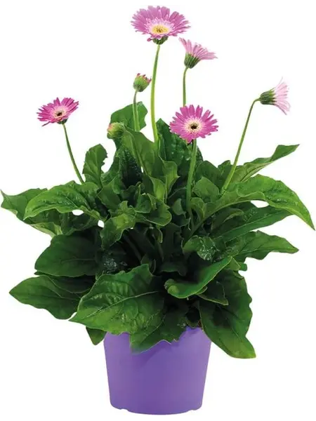 Gerbera garvinea Violet