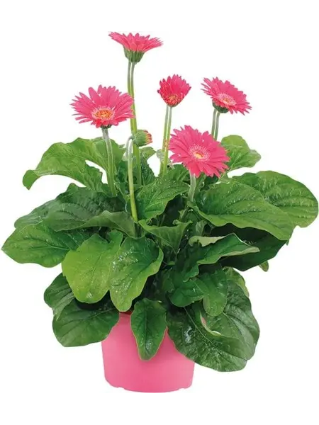 Gerbera garvinea Pink
