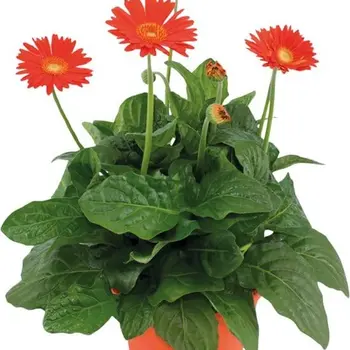 Gerbera garvinea Oranje