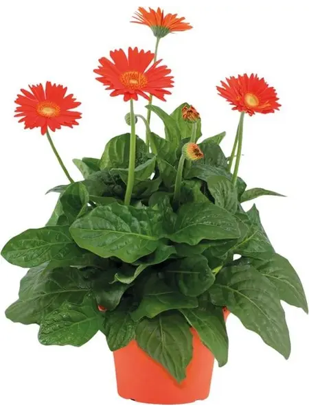 Gerbera garvinea Orange