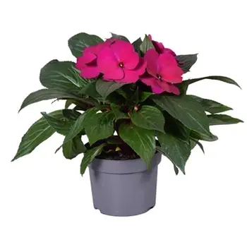Impatiens Violet – Impatiens 'New Guinea'