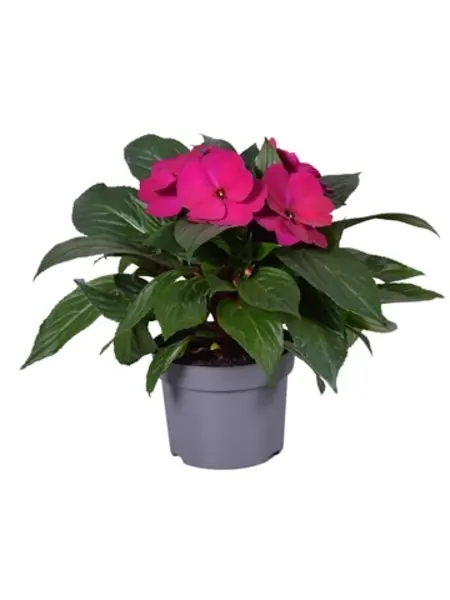 Purple SunPatiens – Impatiens 'New Guinea'