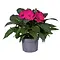  Vlijtig Liesje Paars – Impatiens 'New Guinea'