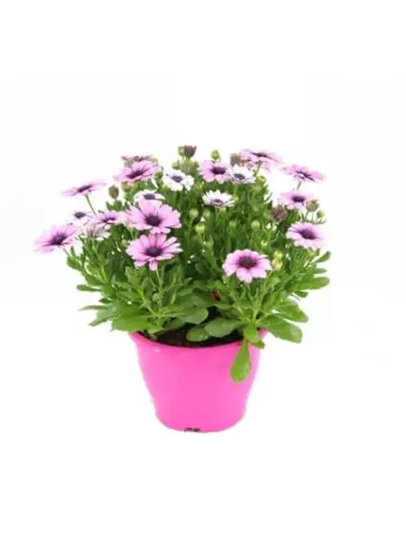 African Daisy Pink – Osteospermum
