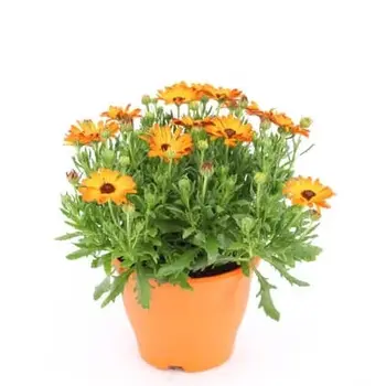African Daisy Orange – Osteospermum