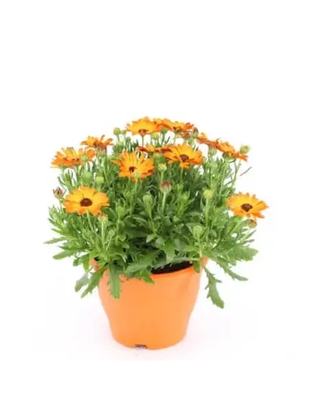 African Daisy Orange – Osteospermum