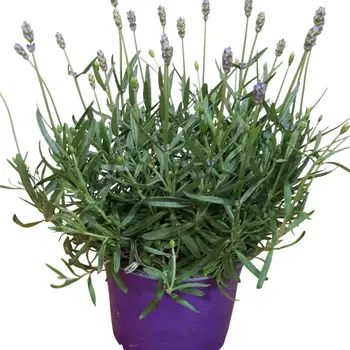 Lavande – Lavandula Angustifolia