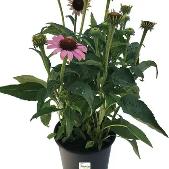 Coneflower – Echinacea purpurea 'Sunseekers Salmon'