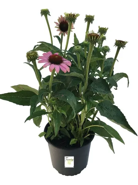 Coneflower – Echinacea purpurea 'Sunseekers Salmon'