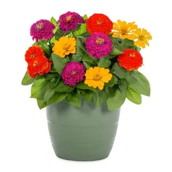 Zinnia Mélange de couleurs