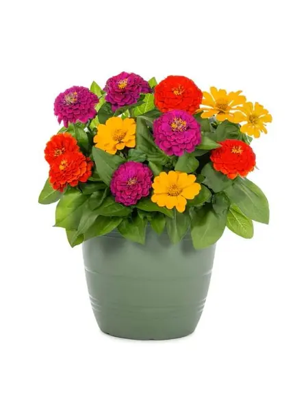 Zinnia Mélange de couleurs