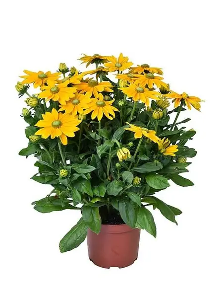 Rudbeckia Sunbeckia Ophelia