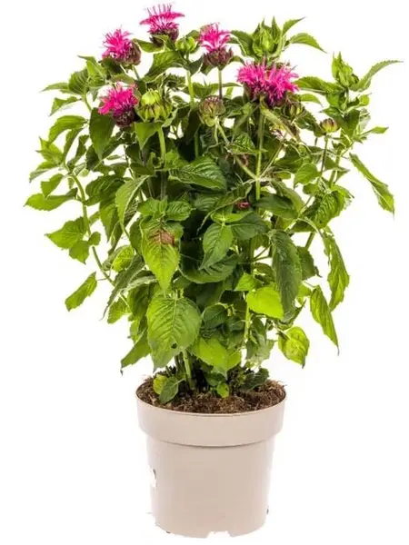 Bergamotplant – Monarda Didyma