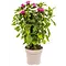  Bee Balm – Monarda Didyma