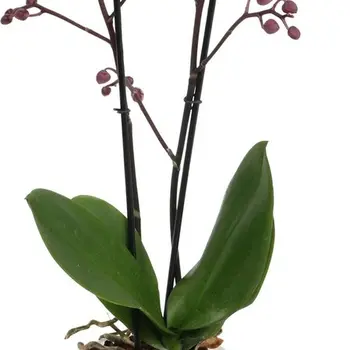 Purple Moth Orchid – Phalaenopsis