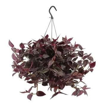 Firenze Bloemenatelier – Handgemaakte Boeketten, Bloemstukken & Planten Vaderplant – Tradescantia 'Jewel red'