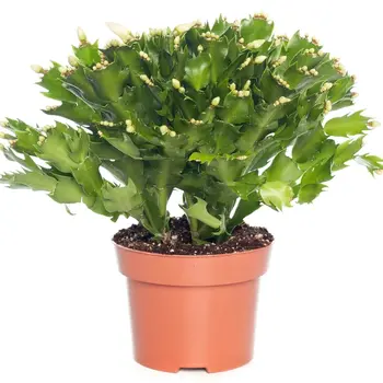 White Christmas Cactus – Schlumbergera