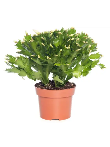 Kerstcactus Wit – Schlumbergera