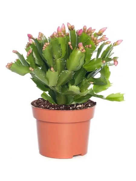 Cactus de Noël Rose – Schlumbergera