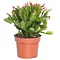  Pink Christmas Cactus – Schlumbergera