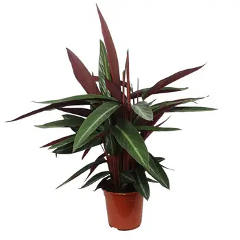 Calathea stripestar