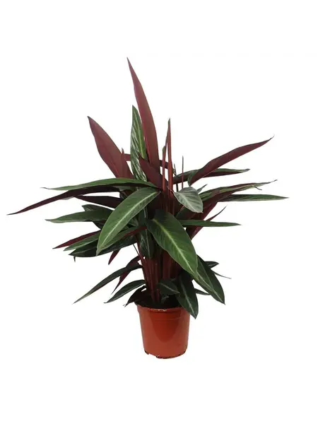 Calathea stripestar