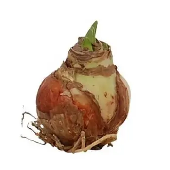 Firenze Bloemenatelier – Handgemaakte Boeketten, Bloemstukken & Planten Amaryllis dry Bulb – Hippeastrum