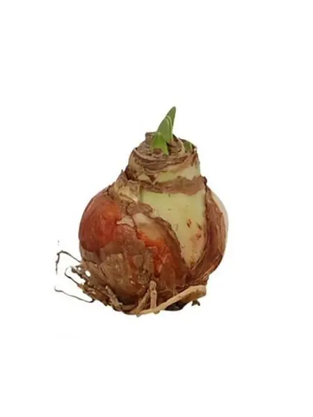 Bulbe Sec d’Amaryllis – Hippeastrum