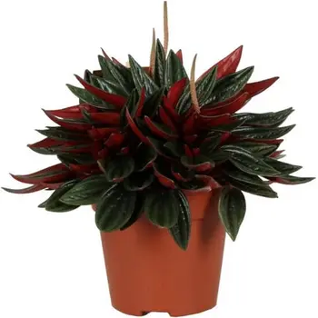 Radiator plant – Peperomia caperata 'Rosso'