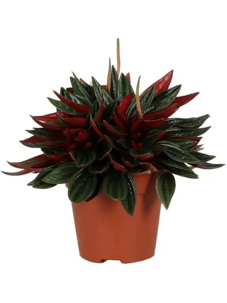 Rattenstaart – Peperomia caperata 'Rosso'