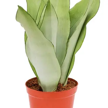 Vrouwentongen – Sansevieria Moonshine