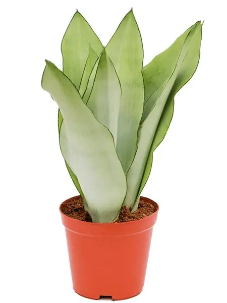 Snake Plant – Sansevieria Moonshine