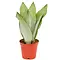  Snake Plant – Sansevieria Moonshine
