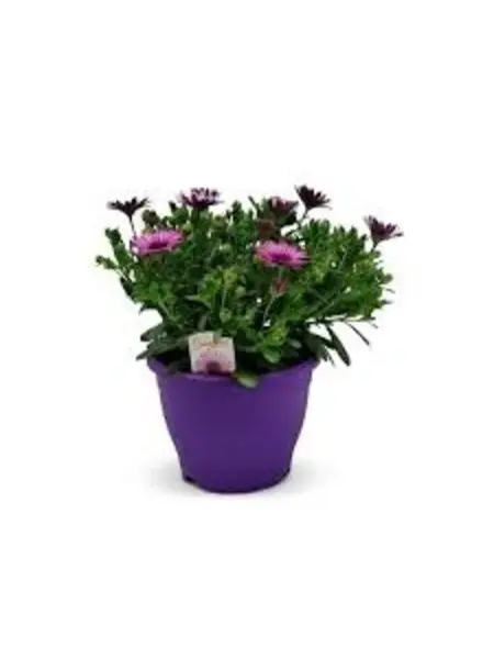 African Daisy Purple – Osteospermum