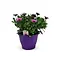  Spaanse Margriet Paars – Osteospermum