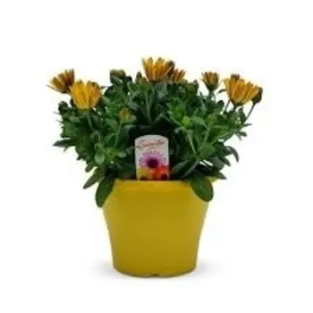 Firenze Bloemenatelier – Handgemaakte Boeketten, Bloemstukken & Planten Spaanse Margriet Geel – Osteospermum