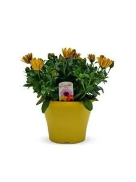 Spaanse Margriet Geel – Osteospermum