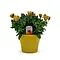  Spaanse Margriet Geel – Osteospermum