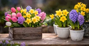 Spring flowers in February: bring spring into your home now